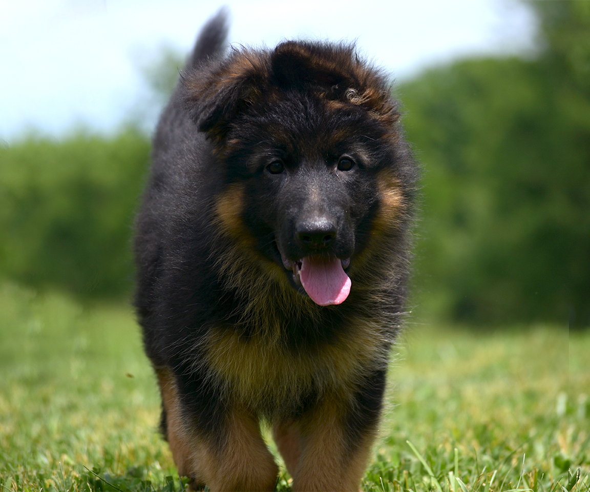 male long coat all black european showline German Shepherd Puppy for Sale in Maryland, Pennsyvania, West Virginia, Virginia, East Coast, the best German Shepherd breeder in the USA